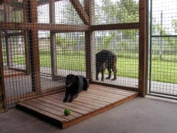Hund liegt auf einem hölzernen Podest im überdachten Hüttenbereich