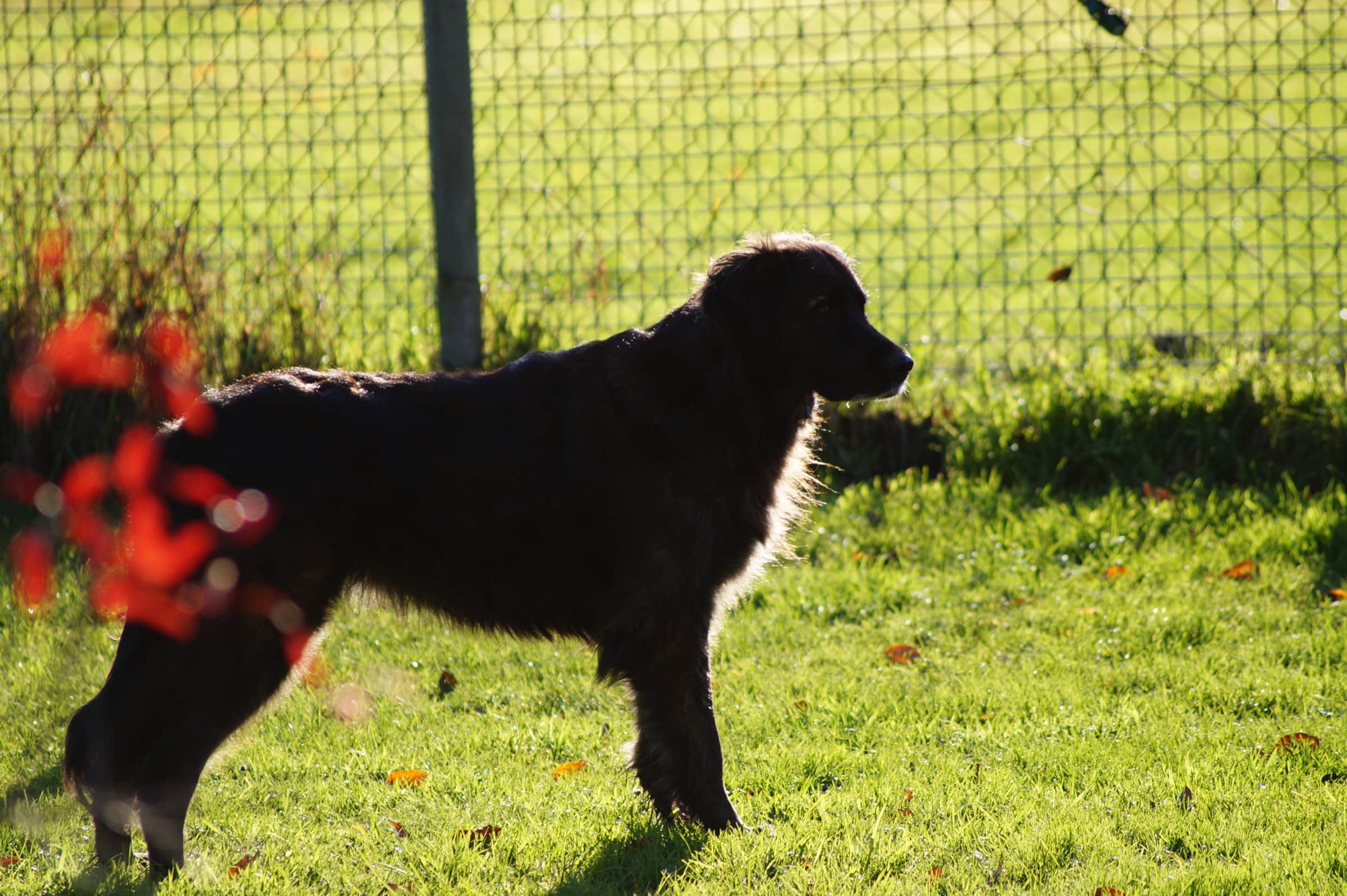 Hund im sonnigen, eingezäunten Auslauf der Tierpension Spekendorf