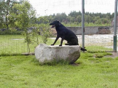 Schwarzer Hund sitzt auf einem großen Findling im eingezäunten Auslauf