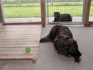 Blick aus dem Hüttenbereich in den angrenzenden Auslauf mit zwei Hunden