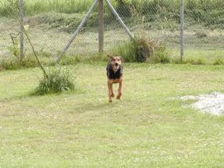 Hund läuft über die Wiese des eingezäunten Auslaufs