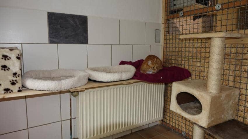 Rote Katze liegt auf einer Decke auf dem Liegebrett über der Heizung