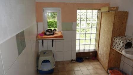 Heller Katzenraum mit Fenster, Liegebrett und Katzentoilette