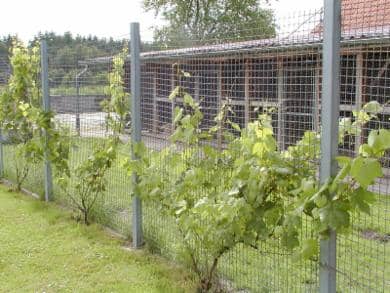 Bepflanzter Zaun vor der Zwingeranlage