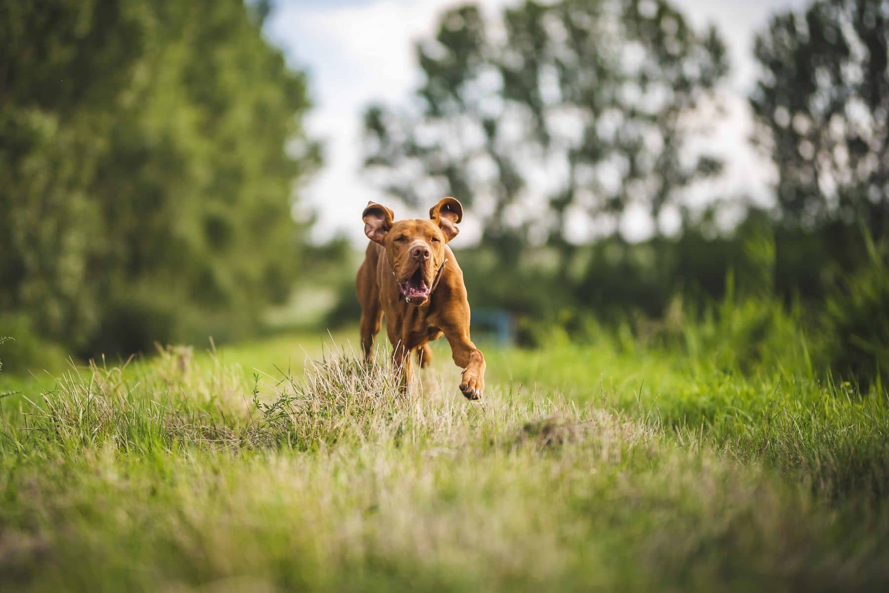 Hund läuft ausgelassen über eine sonnige Wiese