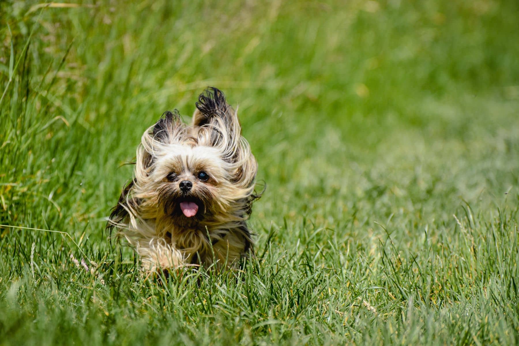 Kleiner langhaariger Hund läuft fröhlich durch hohes Gras