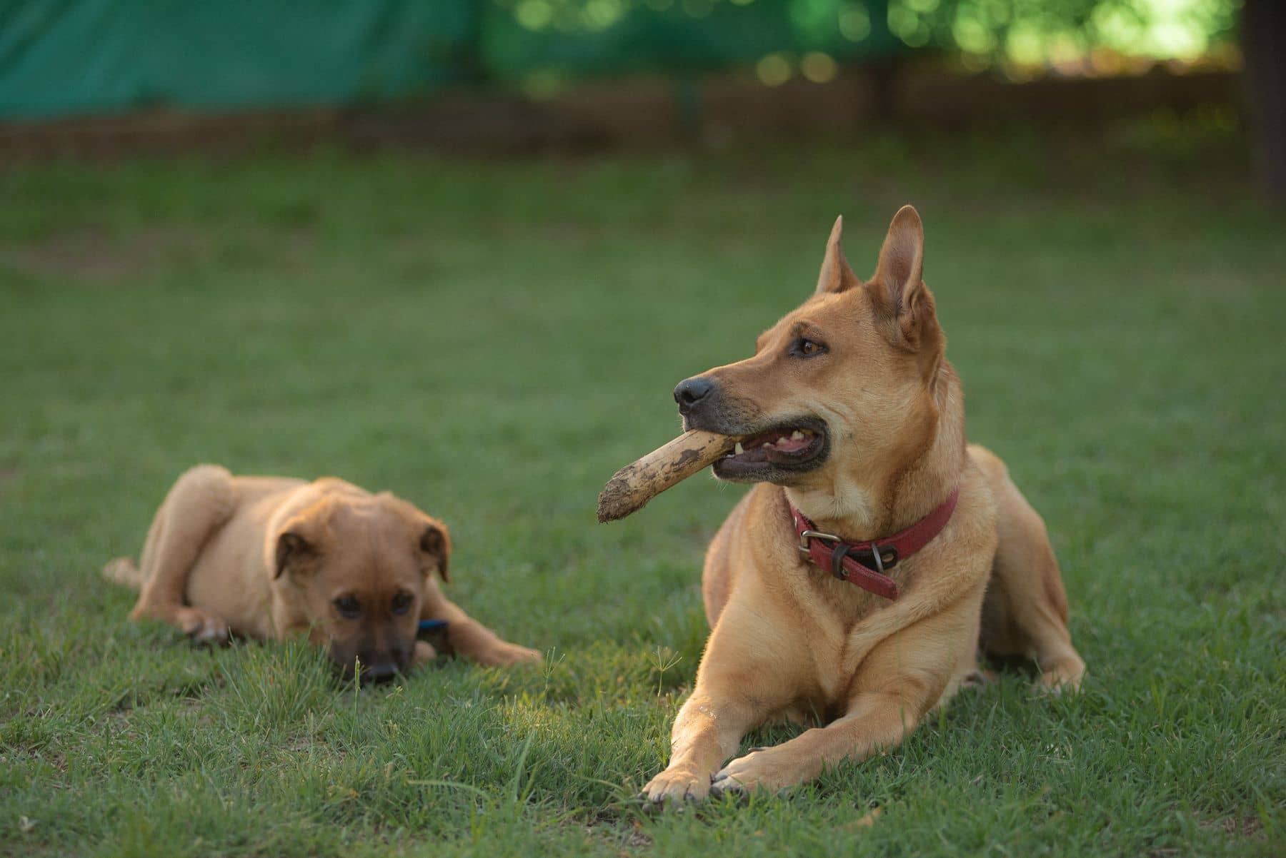 Zwei Hunde liegen entspannt nebeneinander im Gras