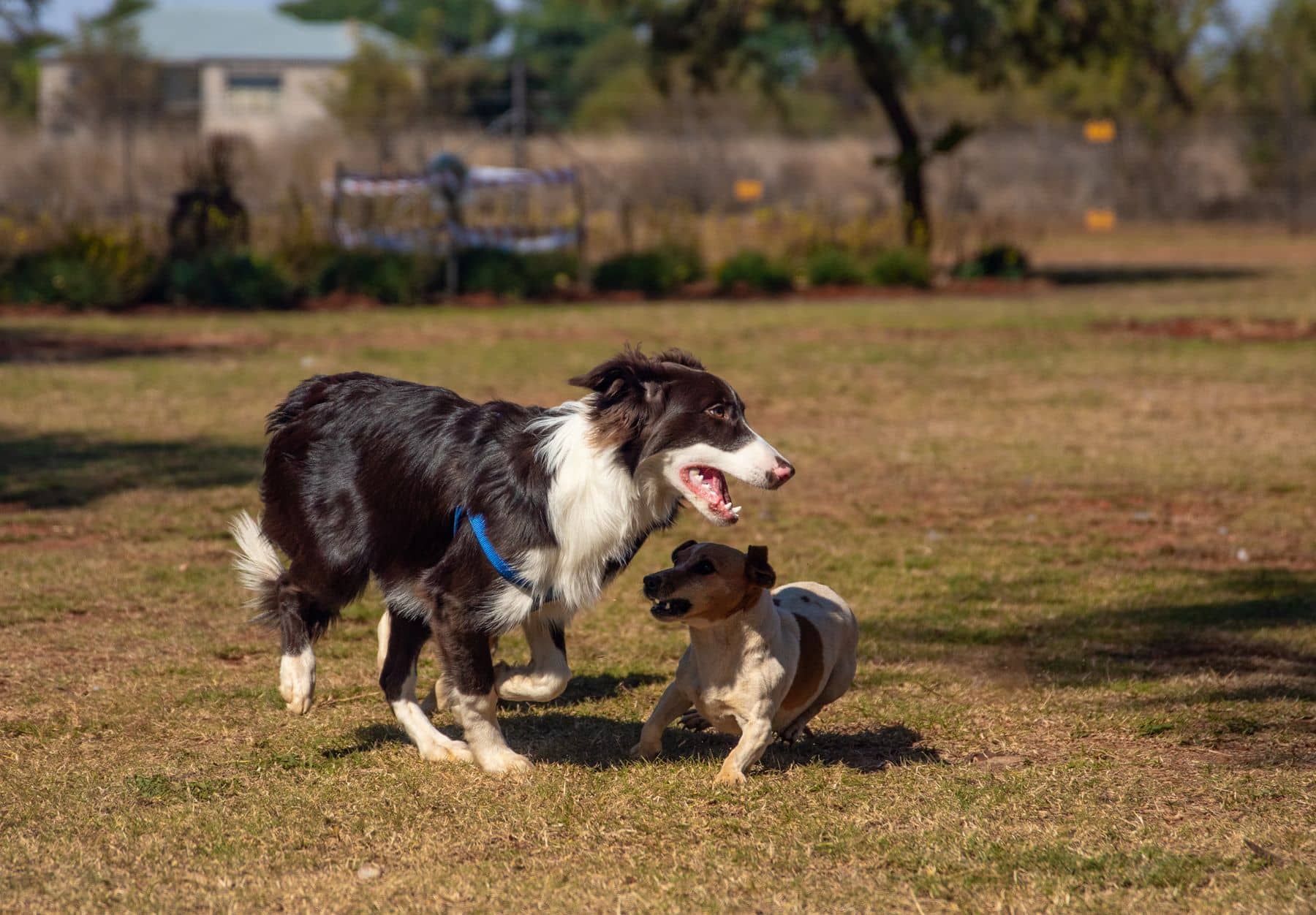 Zwei Hunde spielen ausgelassen auf einer Wiese