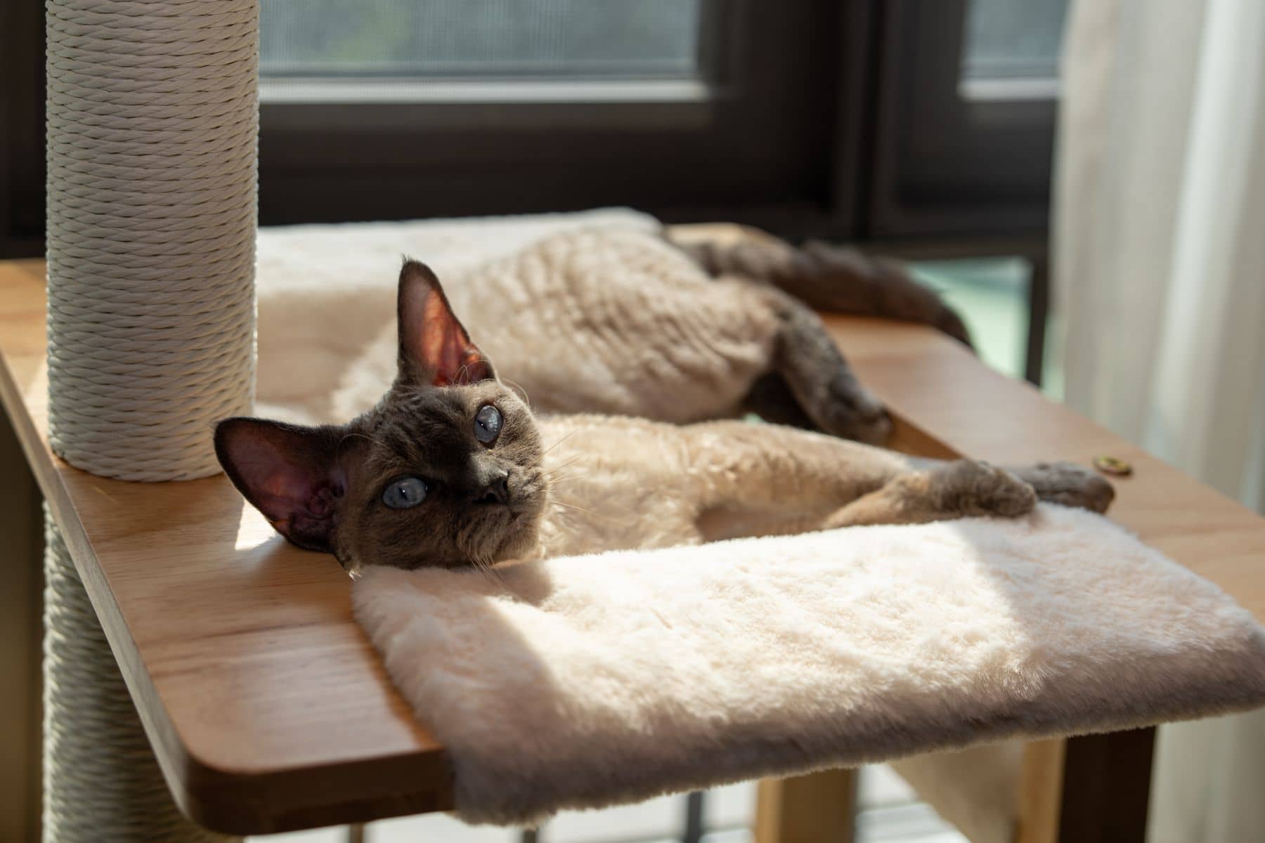 Katze liegt entspannt auf dem Liegebrett eines Kratzbaums im Sonnenlicht