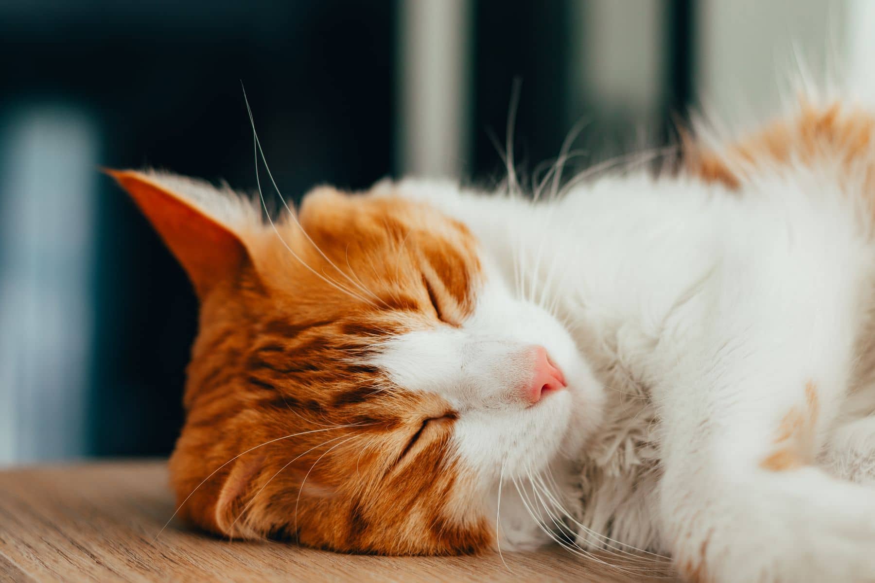 Rot-weiße Katze schläft zusammengerollt und entspannt
