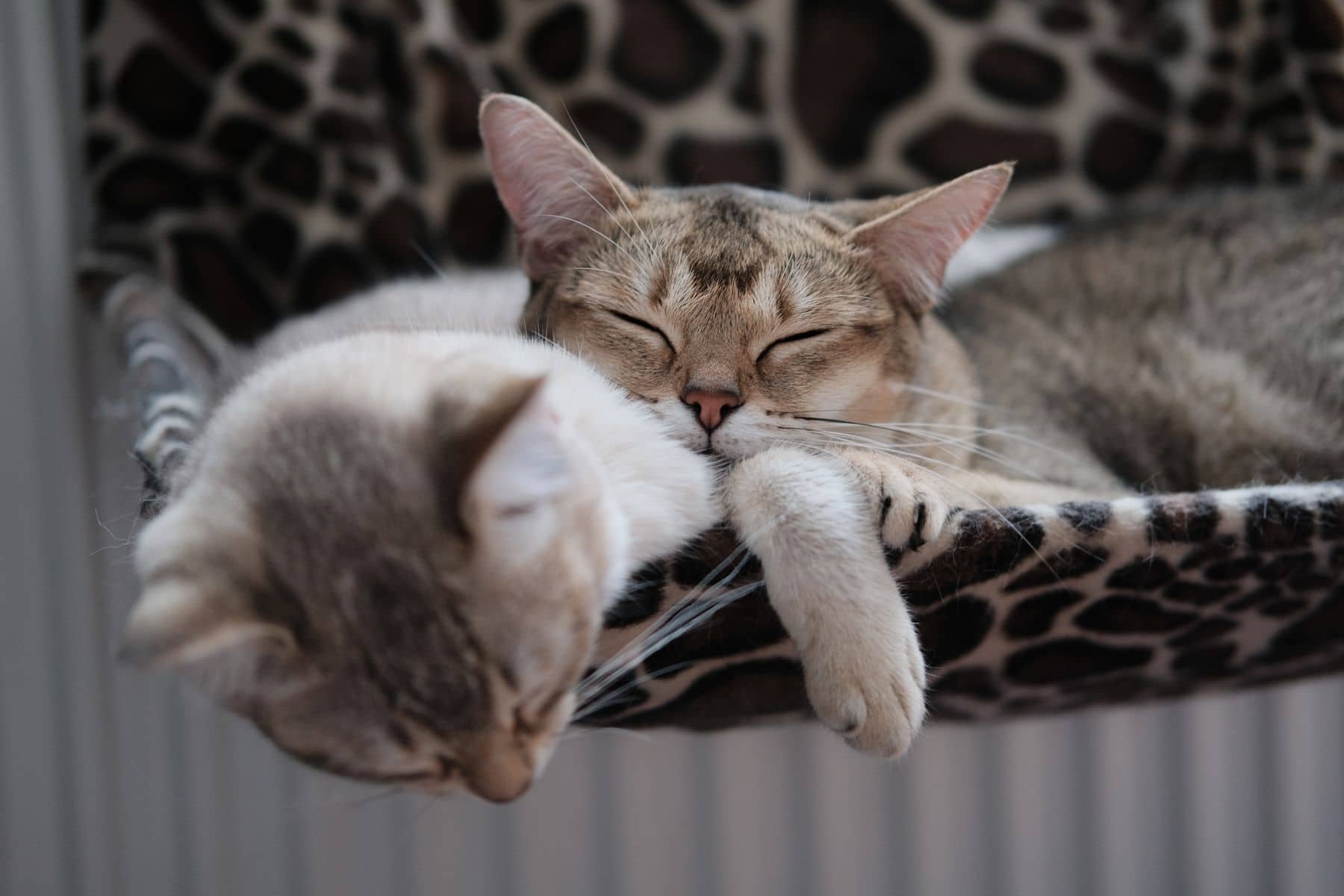 Zwei Katzen liegen dicht nebeneinander in einer Liegemulde